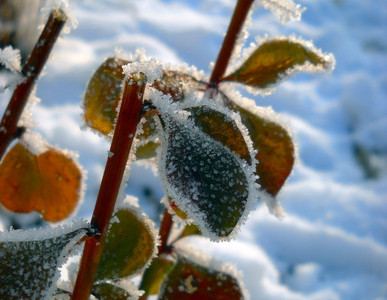 Winter Landscaping Tips for Delaware County